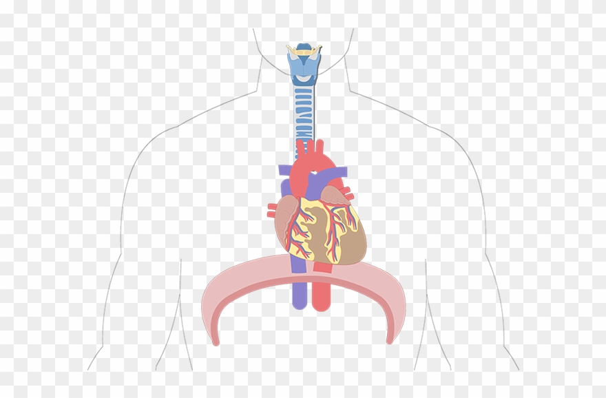 Heart Clipart