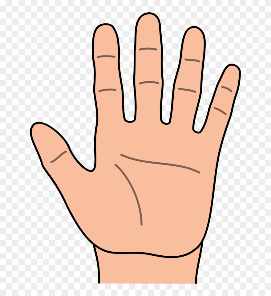 The Shape And Proportions Of Your Hand Reveal A Lot - Hand Clipart - Png Download