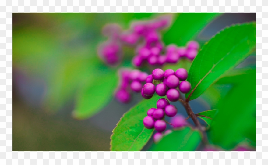 Hd Www Linux Apps Com Score - Berry Clipart