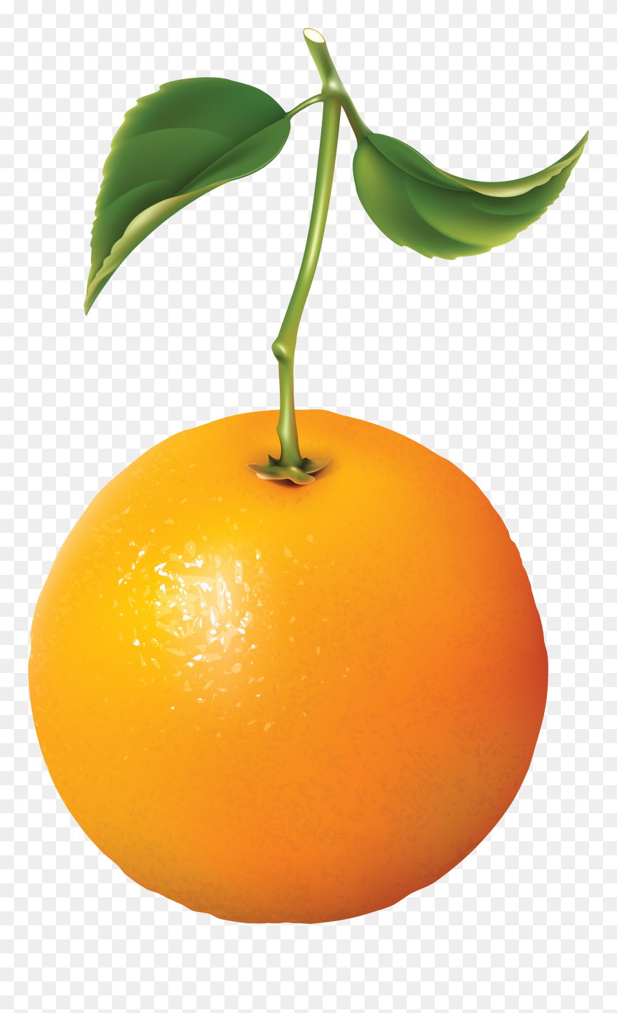 Png Photo, Clip Art, Illustrations - Orange Free Download Transparent Png