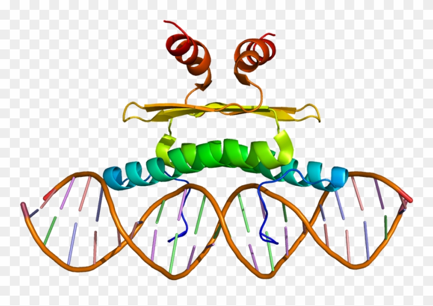 Gen Mef2c Clipart