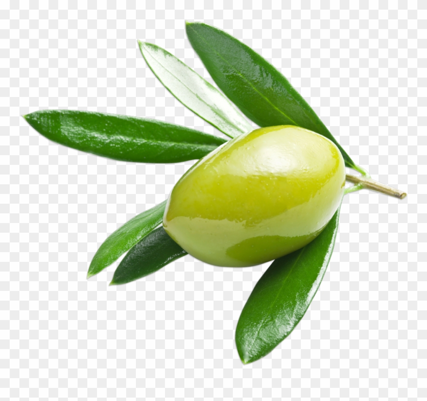 Olive Verte Clipart