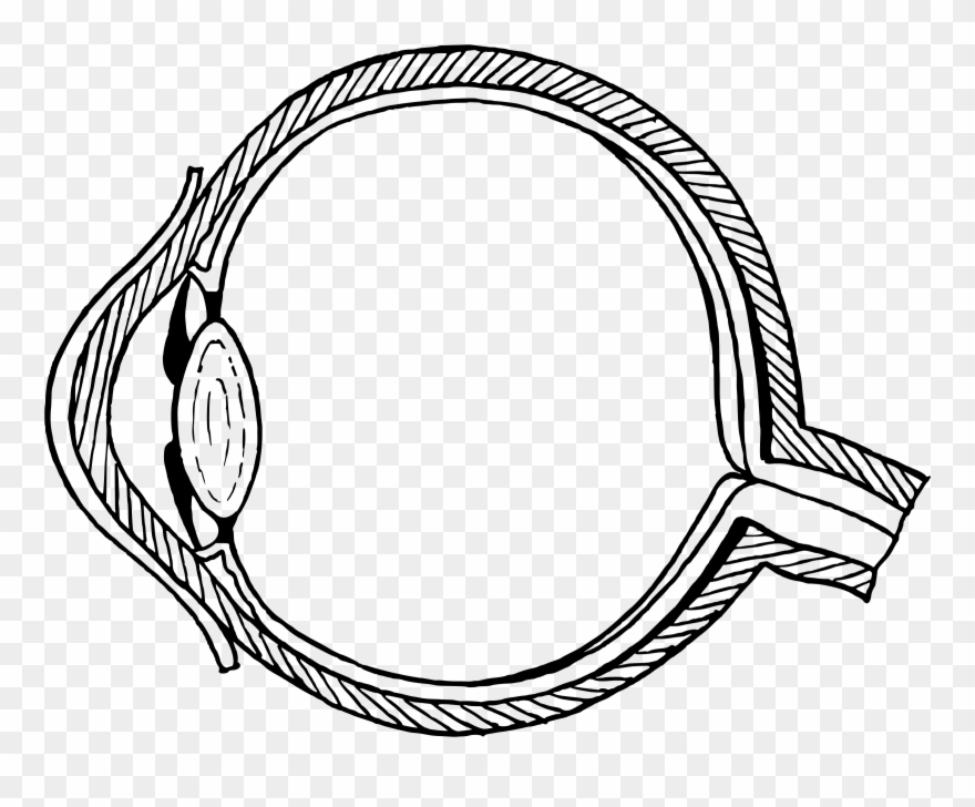 Human Eye Diagram Without Labels Wiring Schematic Eye - Human Eye Diagram Png Clipart