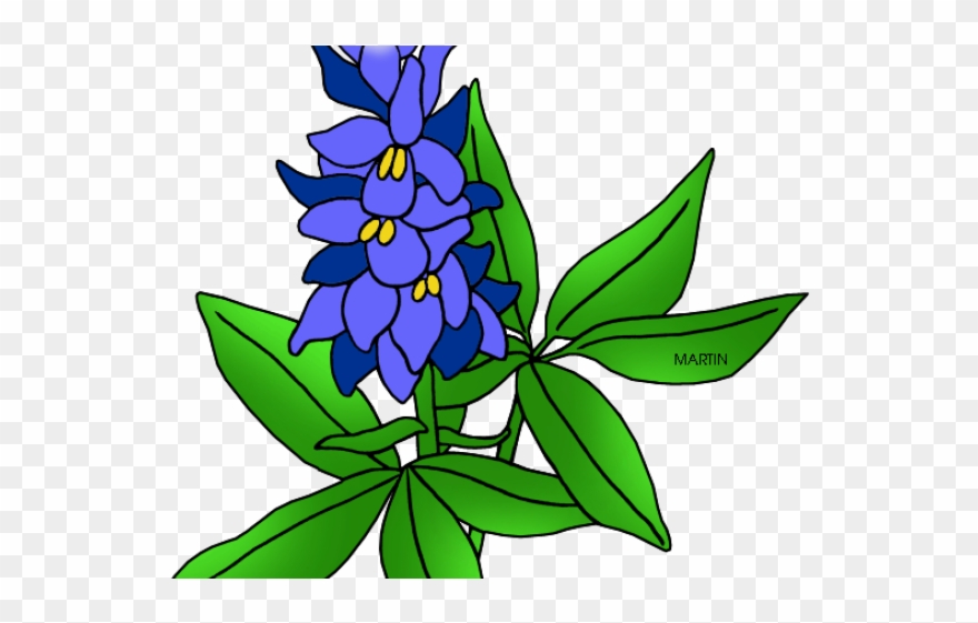 Lupine Clipart Texas Bluebonnet - Texas State Flower Drawing - Png Download