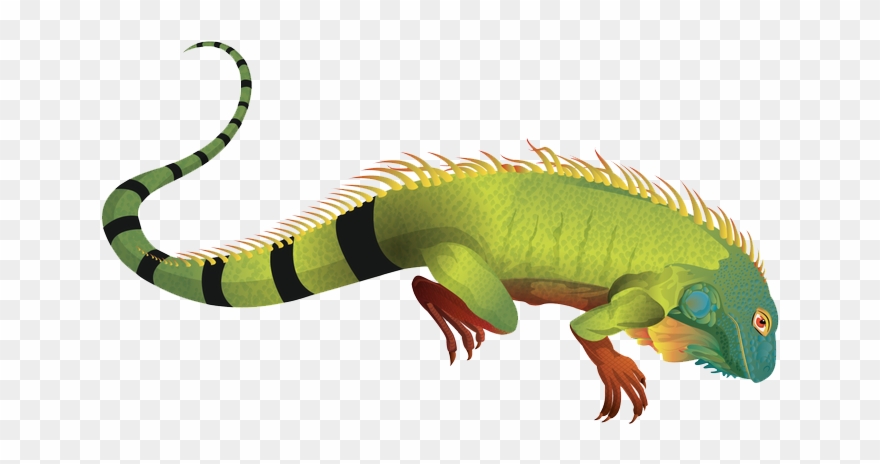 Iguana Clipart Green Iguana - Iguana Png Transparent Png