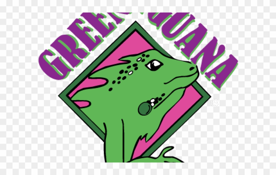 Green Iguana Tampa Clipart